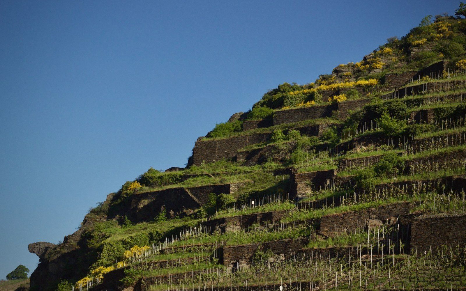 Terraced vineyard rows climb a steep stone-walled hillside under clear blue sky