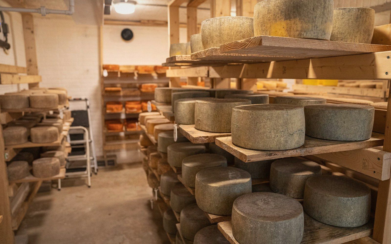 Rows of aged cheese wheels resting on wooden shelves in a storage cellar
