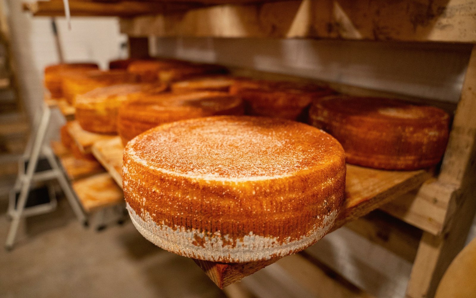Wheels of aged cheese with orange rinds resting on wooden shelves in a cellar