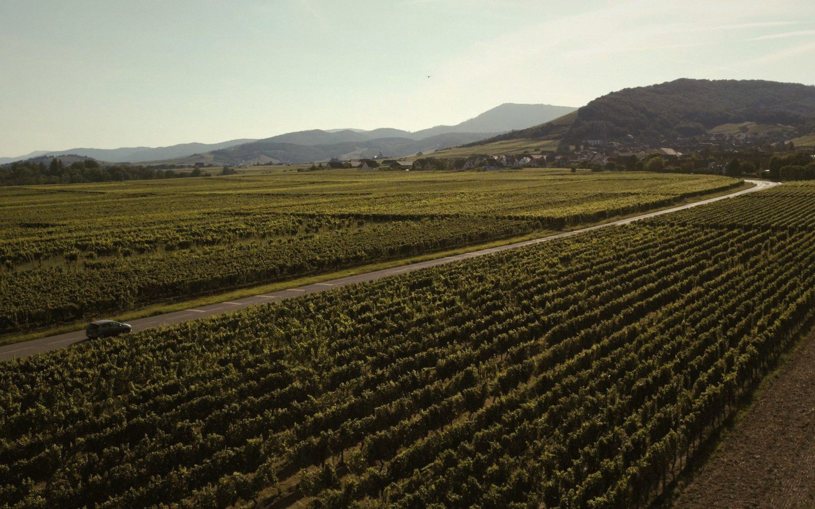 Vines on pale grey marl below a limestone edge
