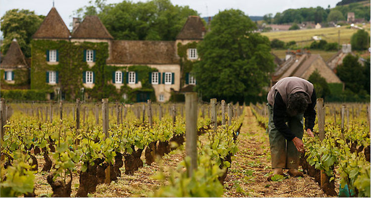 grooming of grapes